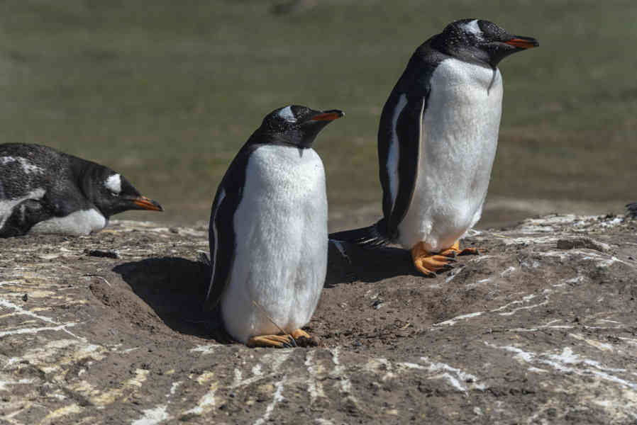 Pingüino Gentoo - islas Falkland o Malvinas 29.jpg